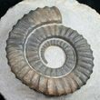 Anetoceras Ammonite From Morocco #10880-1